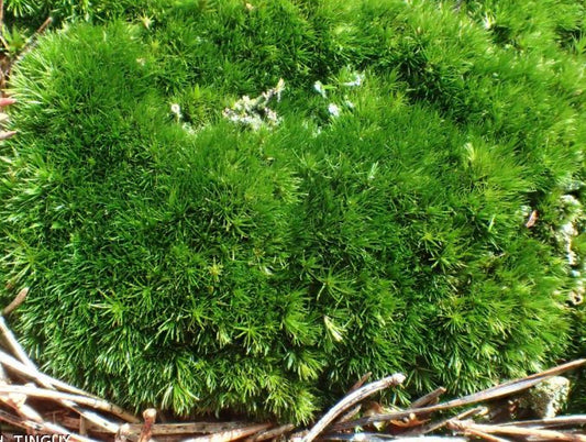 Pillow Moss