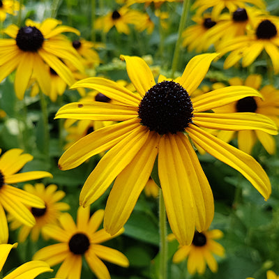 The Symbolism and Folklore of Brown-Eyed Susan– Wholesale Nursery Co