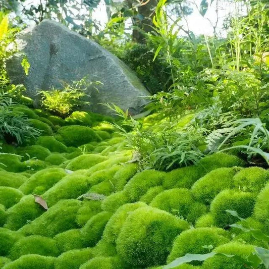 Live Moss Carpet – Carnivero