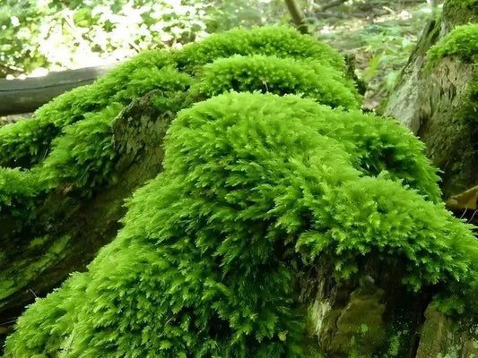 Moss Topiary – Moss Acres
