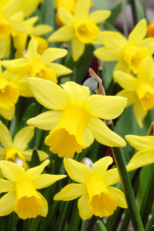 White Daffodil Plants For Sale