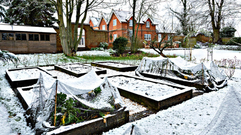 Winter Gardening