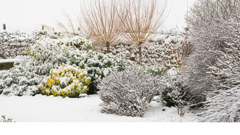 Winter Gardening