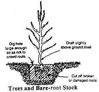 How To Plants all Types of Trees, Perennials, Shrubs and More – TN Nursery