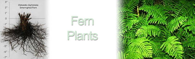 Ferns