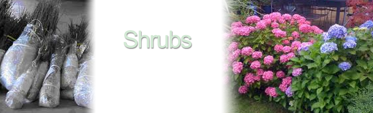 Shurbs