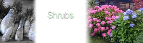 Shurb