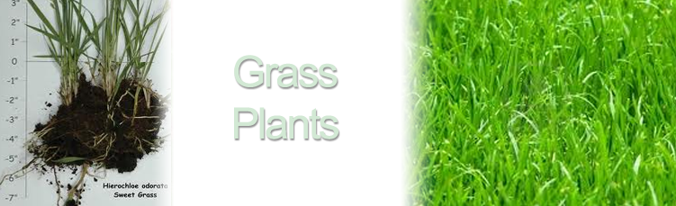 Grass