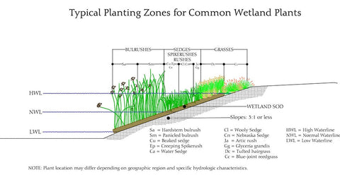 wetlandreveg