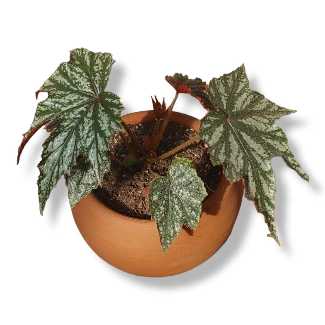 Begonia Gryphon con Maceta De Greda – Jardín Del Carmen