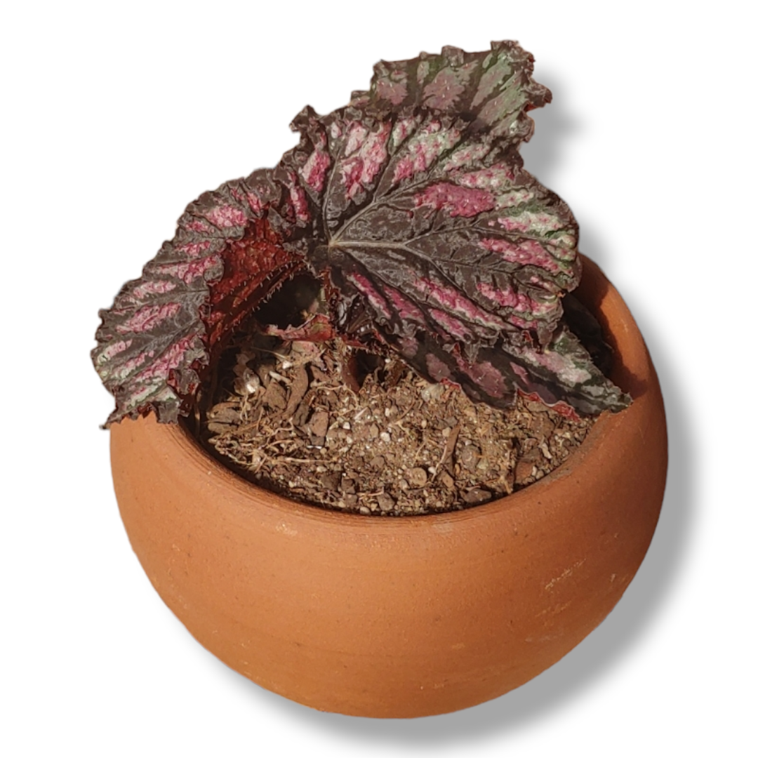 Hermosa Begonia Rex Con Maceta De Greda – Jardín Del Carmen