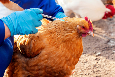 Medications for Chickens