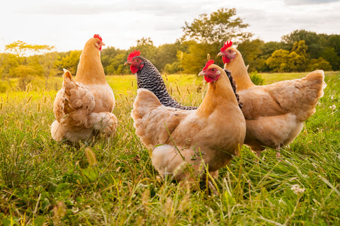 free-range chicken