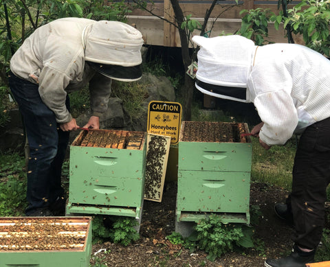 Backyard Seattle Beekeeping