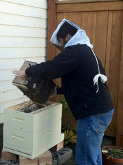 Shaking a honey bee package