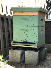Langstroth bee hive