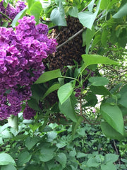 Honey bee swarm in lilac