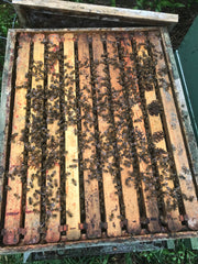 Langstroth hive interior