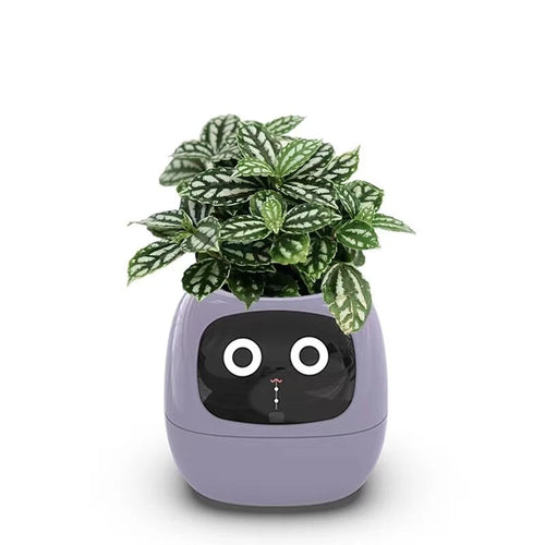 mBpfNew-Smart-and-Cute-Pet-Pet-Pot-Ivy-Table-Top-Green-Plants-Let-Your-Plants-Express.jpg__PID:72fad9ca-8c3a-41f9-abb9-7c077435c168