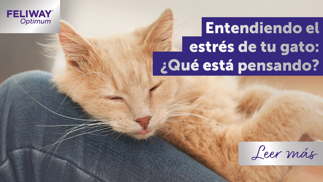 Entender el estrés felino: ¿en qué piensa mi gato?