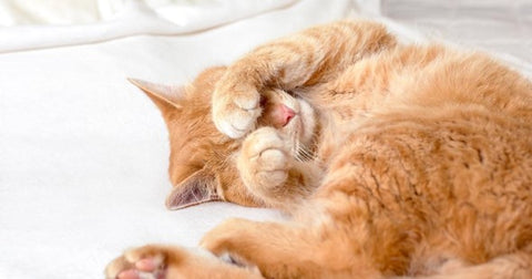 Gato pelirrojo durmiendo con las patas sobre los ojos.