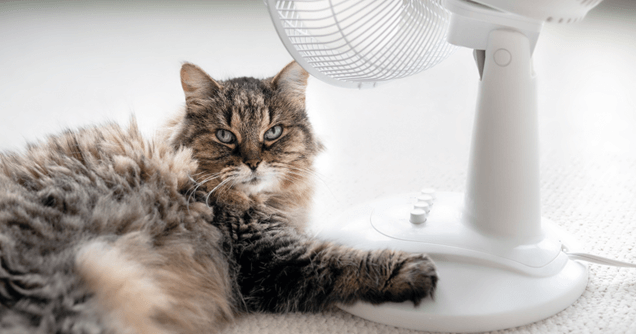 Gato tumbado frente a un ventilador para refrescarse.