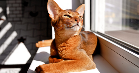 Gato abisinio acostado en el alféizar de la ventana, disfrutando del sol.