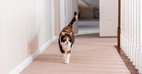 Gato caminando sobre el suelo de alfombra.