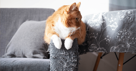 Gato arañando sofá