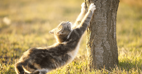 Gato arañando un árbol