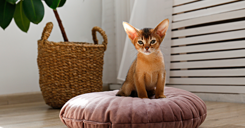Gato joven de raza abisinia, en una acogedora sala de estar sobre una almohada.