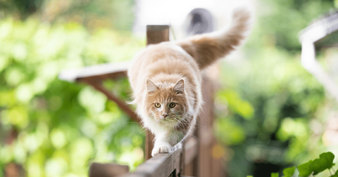 Gato equilibrándose y caminando sobre una valla de jardín.