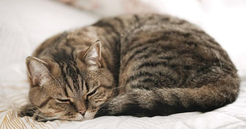 Gato gris durmiendo en una media luna enroscada.