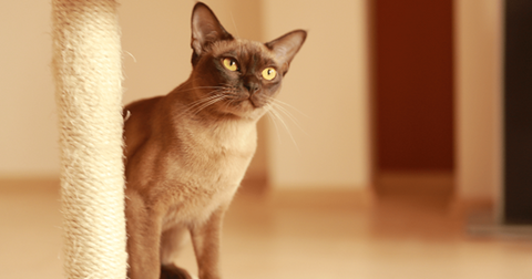 Gato birmano junto a una torre de gatos.