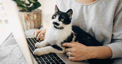 Gato blanco y negro sentado en un portátil.