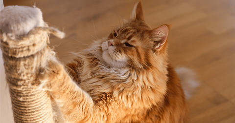 Gato arañando rascador