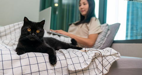 Gato negro tumbado en una cama con un humano y con su portátil.