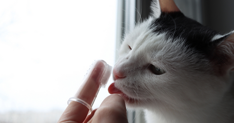 Un gato blanco y negro cepillándose los dientes