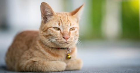 Gato pelirrojo en posición de esfinge.