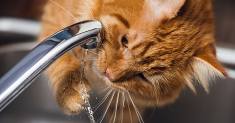 Gato peludo y pelirrojo manoseando el agua de un grifo.