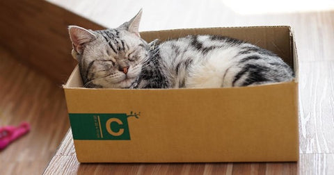 Gato gris durmiendo en una caja.