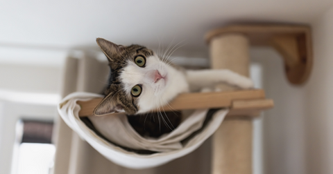 Gato gris y blanco tumbado en cama de gato en un lugar alto.