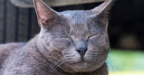 Gato gris con los ojos apretados.