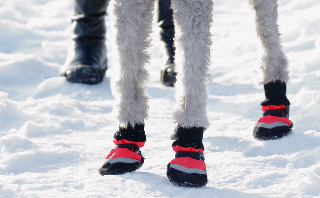 Close up shot of a dog's legs wearing winter boots in the snow