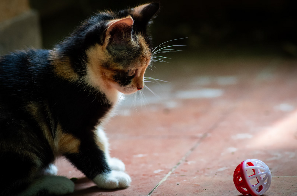 Small cat looking at a red and white ball on the floor