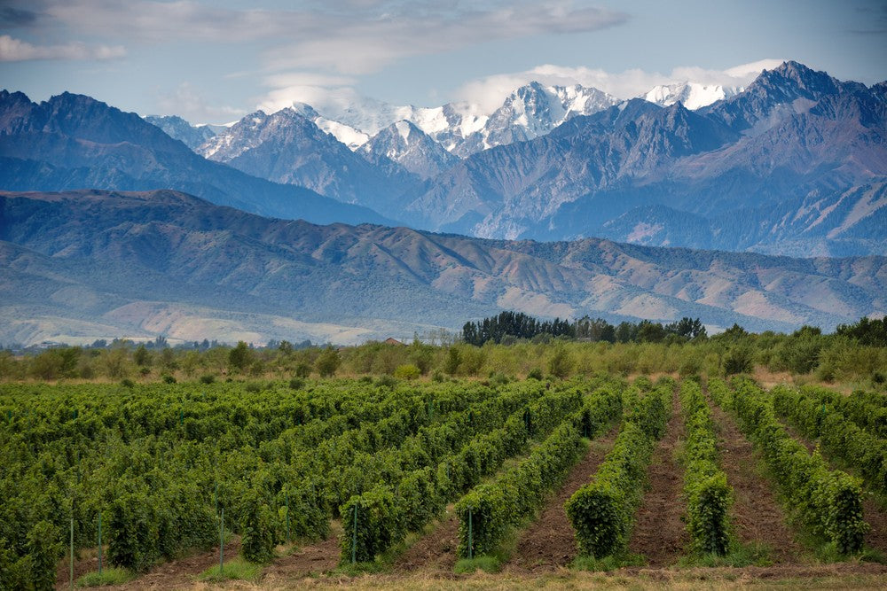 Argentinian Malbec vineyards growing best red wines for beginners