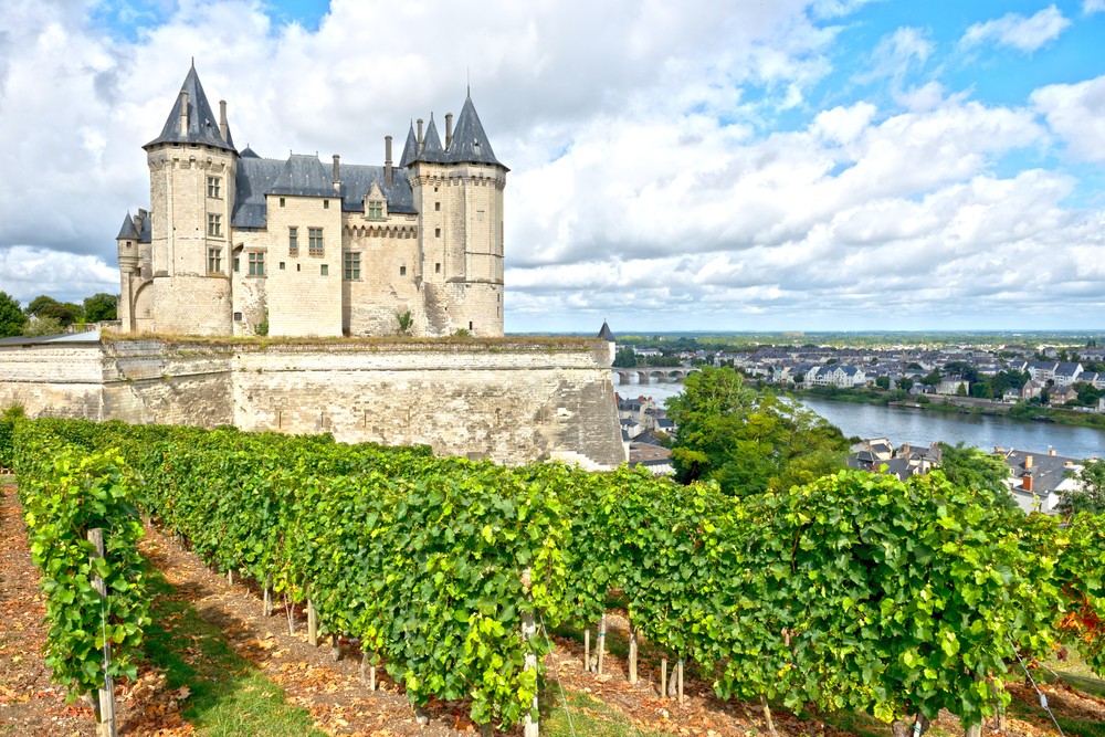 A Gamay vineyard in France’s Loire Valley