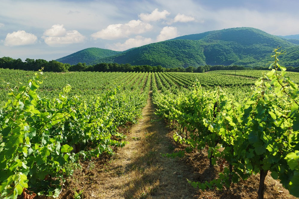 Lines of green grapevines in the foreground lead to a background with large green mountains and a partly cloudy blue sky.