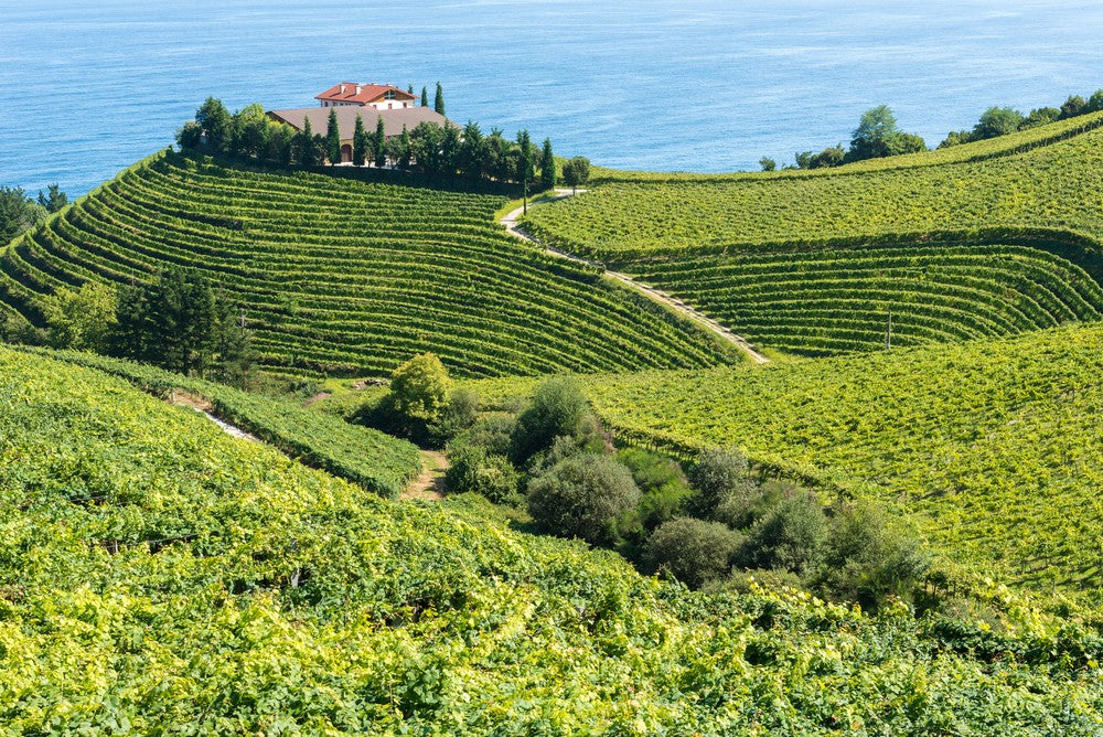 Wine Trivia: A green vineyard grows next to the Cantabrian Sea in Northern Spain’s Basque Country wine region. 