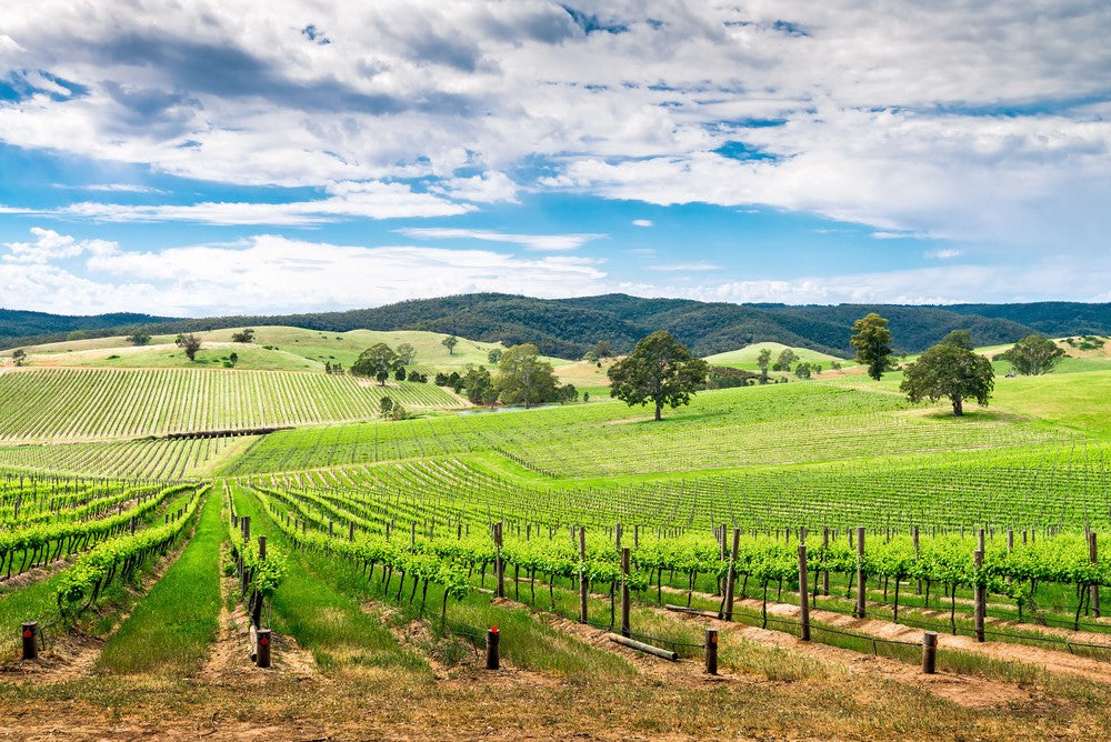 A Shiraz vineyard in Australia’s Barossa Valley